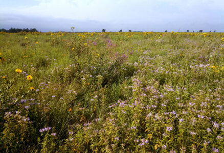 Corn and Coreopsis: Sustainable Solutions Image